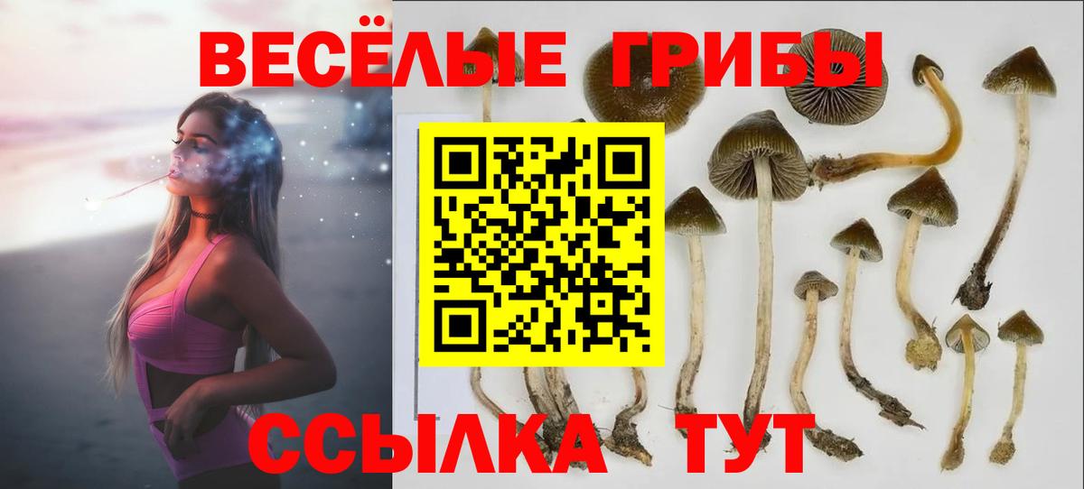 Галлюциногенные грибы Psilocybe Будённовск