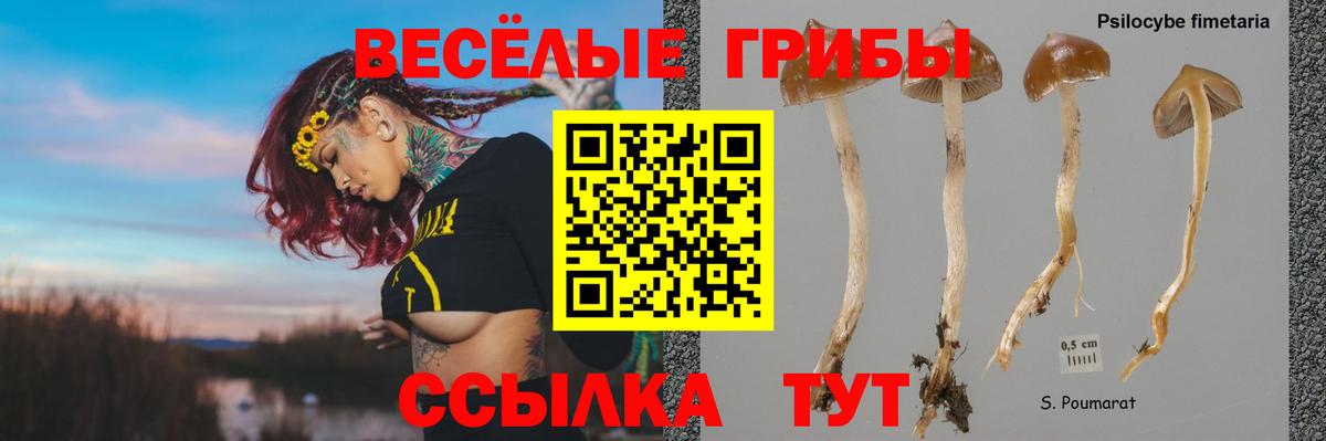 Будённовск  магазин  наркотиков  Вход с VPN  Псилоцибиновые грибы Psilocybe 